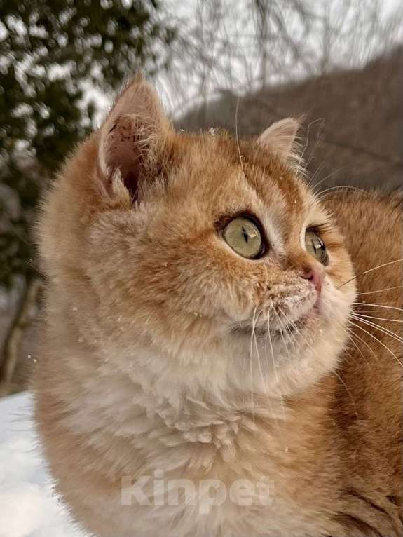 Кошки в Геленджике: Британская золотая шиншилла Мальчик, 45 000 руб. - фото 1