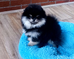 Собаки в Санкт-Петербурге: Померанский шпиц Девочка, 40 000 руб. - фото 1