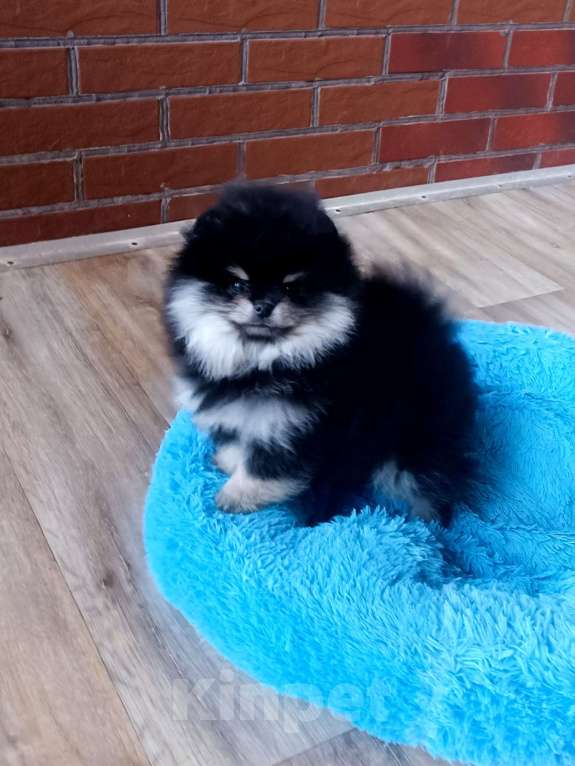 Собаки в Санкт-Петербурге: Померанский шпиц Девочка, 40 000 руб. - фото 1