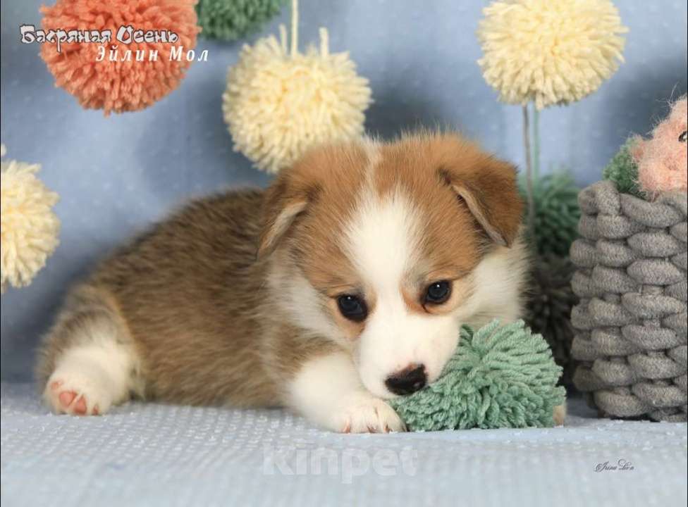 Собаки в Москве: Чакибусенок #5 самая компанией скачать малышка Эйлин Мол, с ней в вашем доме будет всегда праздник Девочка, Бесплатно - фото 5