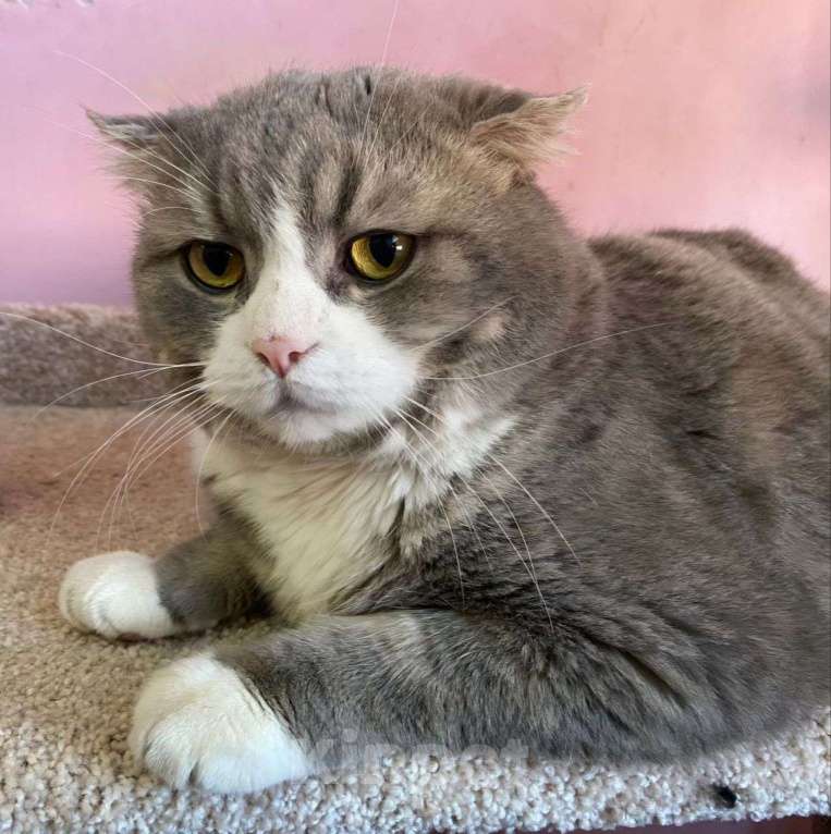 Кошки в Москве: Шотландскому котику срочно нужен дом 🆘️ Умерла хозяйка, родственники отказались забирать Мальчик, Бесплатно - фото 3