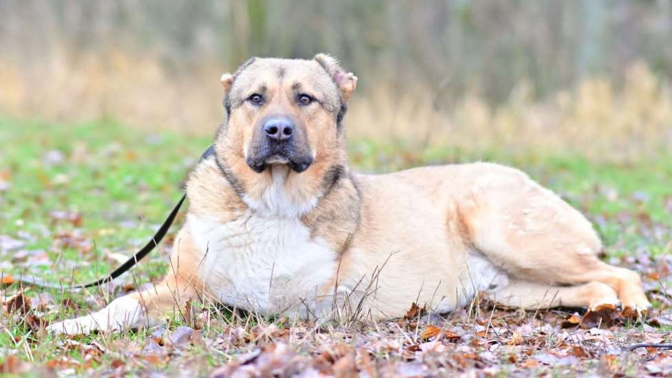Собаки в Москве: алабай в добрые руки Мальчик, Бесплатно - фото 5