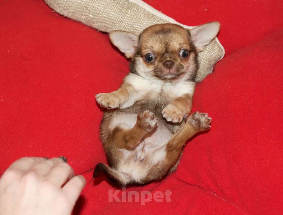 Собаки в Москве: Курносая красотка с РЕДКИМ нарядным окрасом Девочка, 55 000 руб. - фото 2