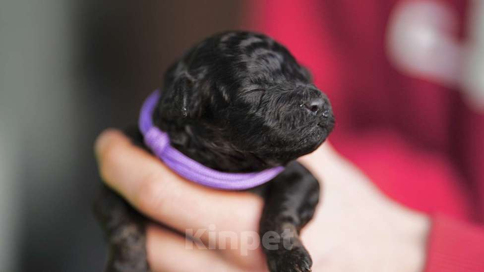 Собаки в Санкт-Петербурге: Щенки пуделя той/миниатюр  Девочка, Бесплатно - фото 2