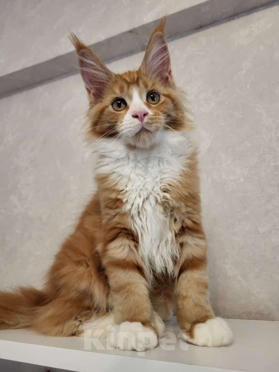 Кошки в Омске: Продаётся котенок мейн- кун Девочка, 60 000 руб. - фото 7