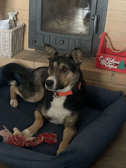 Белла 1,5 года - красотка ищет дом! 