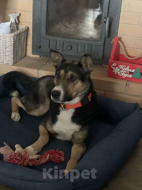 Собаки в других городах Тульской области: Белла 1,5 года - красотка ищет дом!  Девочка, Бесплатно - фото 1