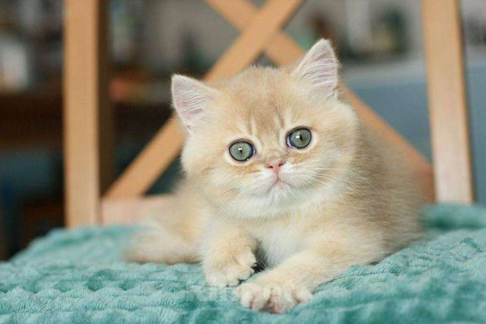 Кошки в Москве: Британский мальчик Ксеон Мальчик, 120 000 руб. - фото 9