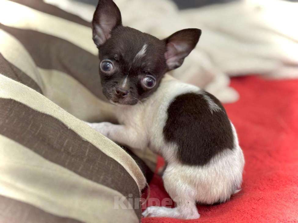 Собаки в Балашихе: Очаровательная девочка чихуахуа  Девочка, 30 000 руб. - фото 4