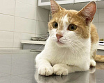 Кошки в Видном: Котик ищет любящую семью Мальчик, Бесплатно - фото 1
