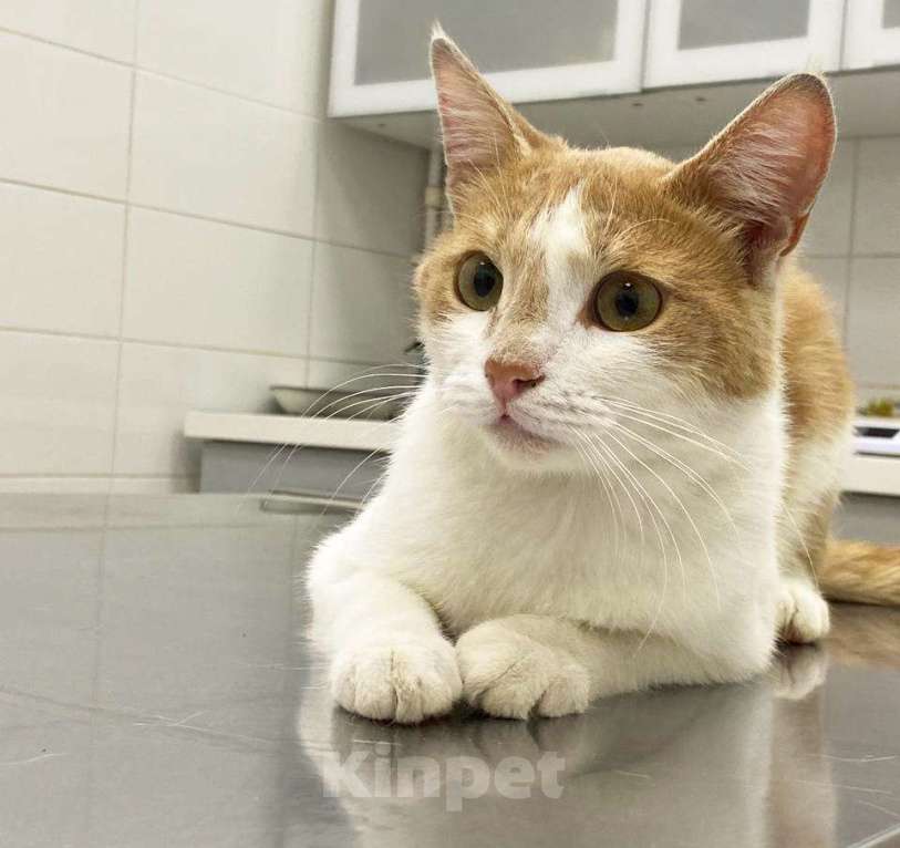 Кошки в Видном: Котик ищет любящую семью Мальчик, Бесплатно - фото 1