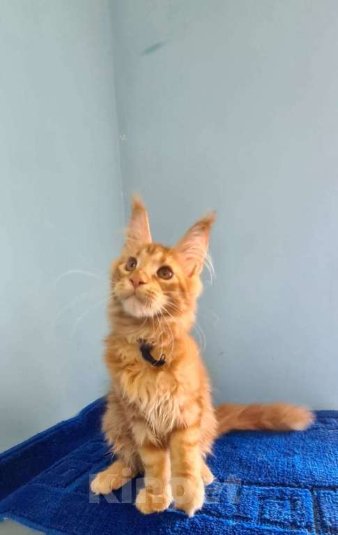 Кошки в Самаре: Котёнок породы Мейн-кун MCO male Imperator, color d Мальчик, 50 000 руб. - фото 2