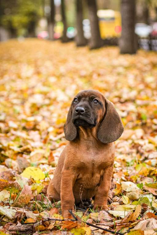 Собаки в Москве: Баварский принц Мальчик, Бесплатно - фото 8