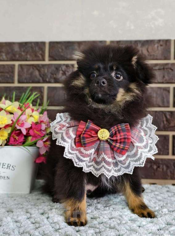 Собаки в других городах Московской области: Померанский шпиц подпало-черный Мальчик, 30 000 руб. - фото 4