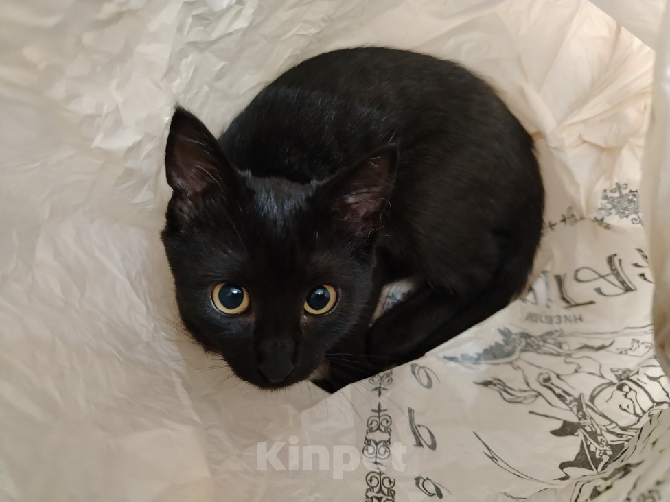 Кошки в Майкопе: Черная кошка Девочка, 10 руб. - фото 4