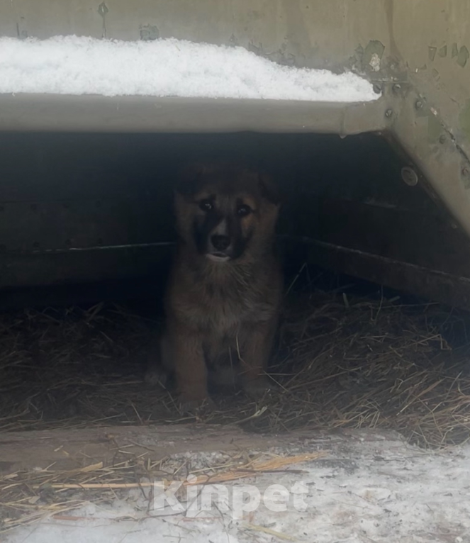 Собаки в Сертолово: Щенки ищут добрые и заботливые ручки Мальчик, Бесплатно - фото 6