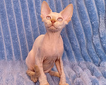Кошки в Нижнекамске: Голубоглазый девон рекс Мальчик, 40 000 руб. - фото 1