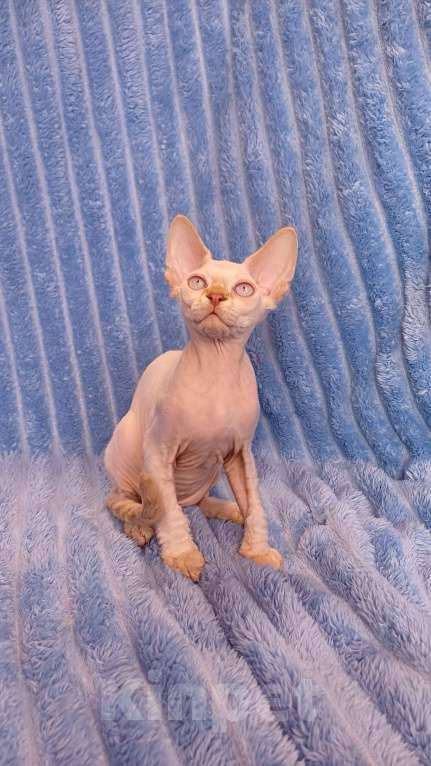 Кошки в Нижнекамске: Голубоглазый девон рекс Мальчик, 40 000 руб. - фото 1