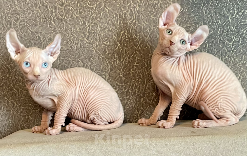 Кошки в Москве: Котики эльфята белые Мальчик, 25 000 руб. - фото 4