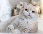 Кошки в Москве: Британская кошечка для разведения Девочка, 100 000 руб. - фото 5