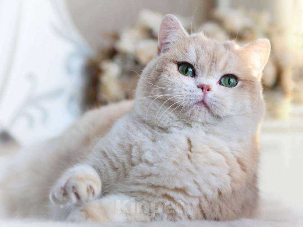 Кошки в Москве: Британская кошечка для разведения Девочка, 100 000 руб. - фото 5