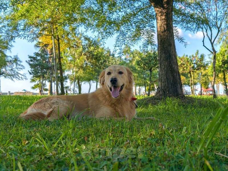 Собаки в Москве: Голден ретривер Чарли в дар Мальчик, 1 руб. - фото 5