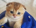 Кошки в Можайске: Котята Скоттиш фолд/страйт Разнополые, Бесплатно - фото 4