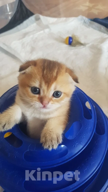 Кошки в Можайске: Котята Скоттиш фолд/страйт Разнополые, Бесплатно - фото 4