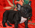 Собаки в Москве: Девочка французский бульдог Ляля Девочка, 75 000 руб. - фото 4