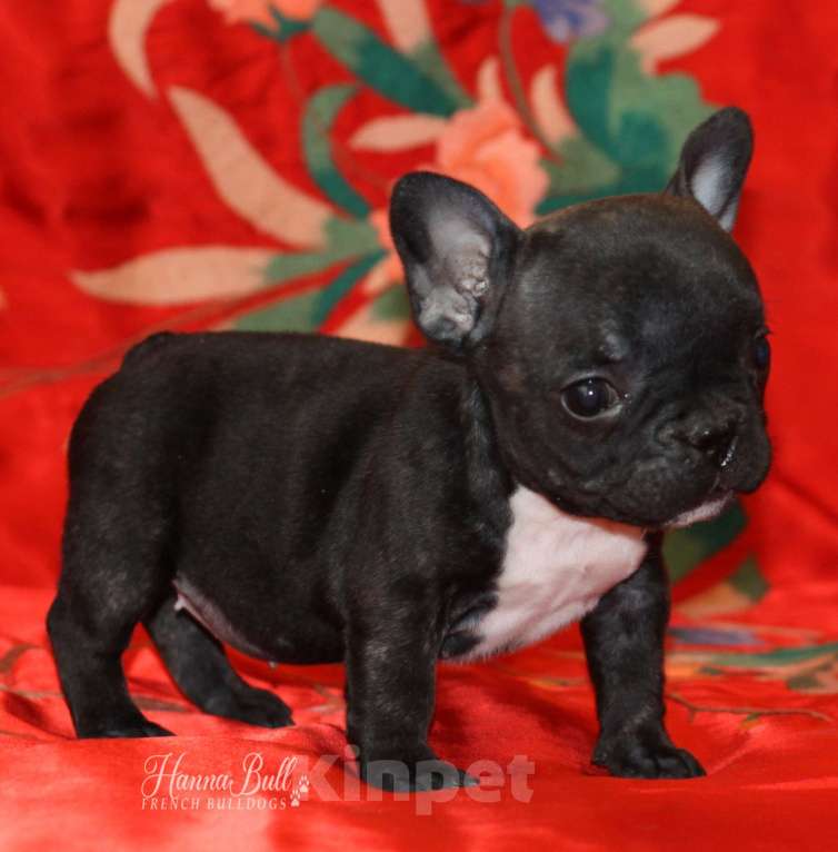 Собаки в Москве: Девочка французский бульдог Ляля Девочка, 75 000 руб. - фото 4