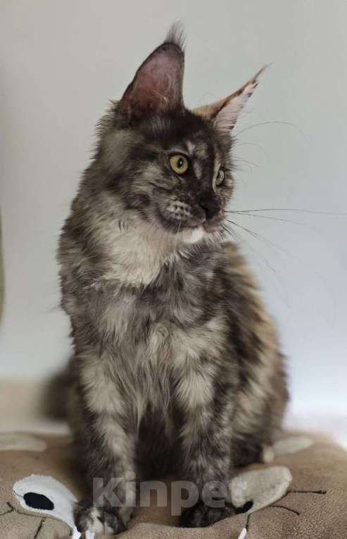 Кошки в Чайковском: Девочка Мейн кун.  MCO окрас- fs (дымная черепаха ) Девочка, 35 000 руб. - фото 5