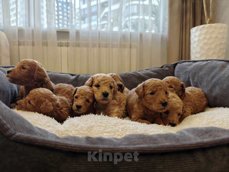 Собаки в Москве: Продажа (бронирование) щенков Разнополые, 52 000 руб. - фото 1