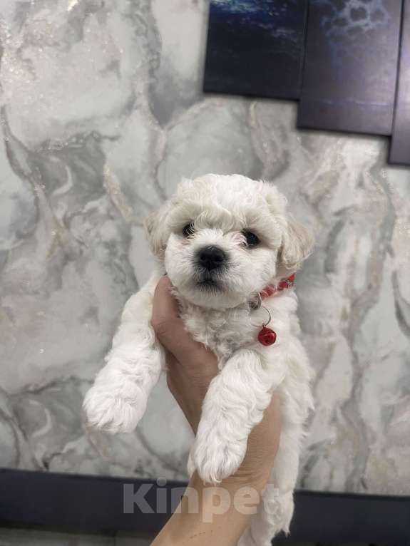 Собаки в Иркутске: Готовы переехать в новый дом, милые щенки породы Бишон фризе. 5 Родились 25.08.25. Девочка, 45 000 руб. - фото 2