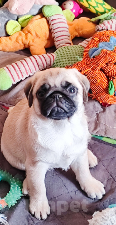 Собаки в Краснодаре: Мопс Мальчик, Бесплатно - фото 1