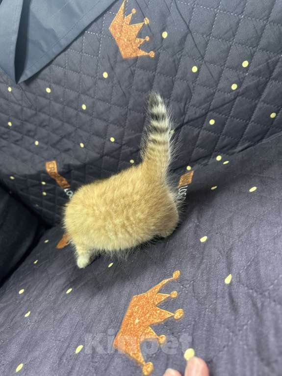 Кошки в Москве: Котенок скотиш страйт  Девочка, 15 000 руб. - фото 3