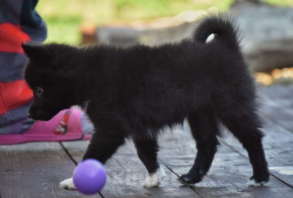 Собаки в Москве: Ненецкая оленегонная лайка, сука Ени-Кижи. Девочка, 60 000 руб. - фото 5