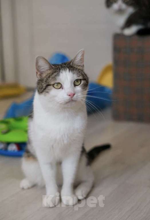 Кошки в Санкт-Петербурге: Герда из приюта Девочка, Бесплатно - фото 2