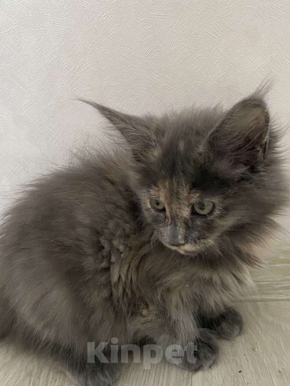 Кошки в Кемерово: котенок мейн кун Девочка, Бесплатно - фото 1