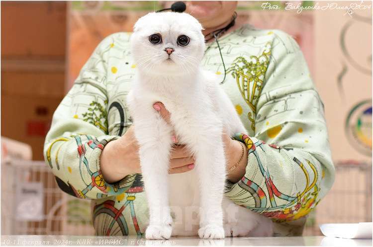 Кошки в Санкт-Петербурге: Шотландский котенок  Мальчик, 30 000 руб. - фото 3