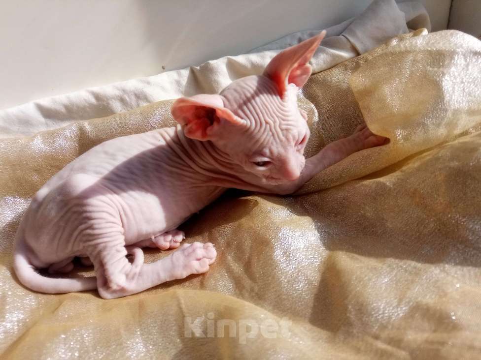 Кошки в Красноярске: Котенок сфинкс Мальчик, 7 000 руб. - фото 1