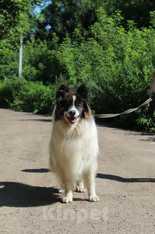 Собаки в Балашихе: Тейлор папильон XXL Мальчик, Бесплатно - фото 4