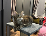 Кошки в Ростове-на-Дону: Котята Мальчик, 25 000 руб. - фото 2