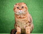 Кошки в Москве: в добрые руки золотой мраморный кот Мальчик, 2 000 руб. - фото 2