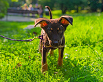 Собаки в Сочи: Джой Мальчик, 10 руб. - фото 7