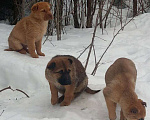 Собаки в Москве: Малыши карандаши ищют дом Девочка, Бесплатно - фото 5