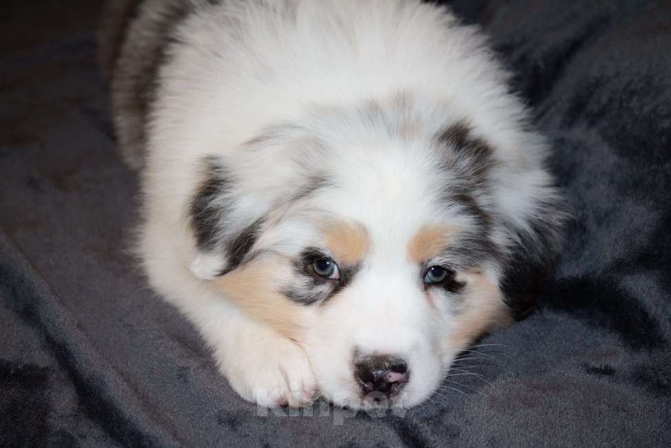 Собаки в других городах Московской области: Австралийская овчарка (аусси) Девочка, 70 000 руб. - фото 4