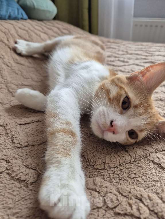 Кошки в Ростове-на-Дону: Ищем хорошие руки мальчику Мальчик, Бесплатно - фото 5