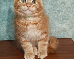 Кошки в Саратове: Мейн Кун девочка Девочка, 50 000 руб. - фото 5