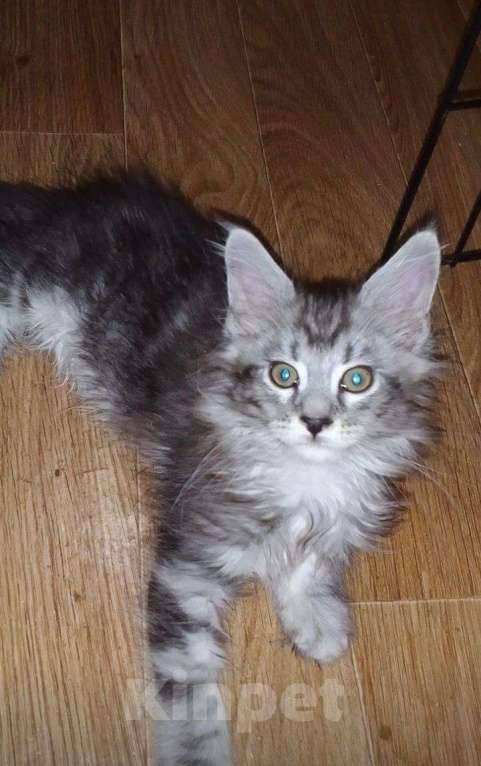 Кошки в Екатеринбурге: Котята мейн-куны от питомника. Мальчик, Бесплатно - фото 5