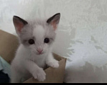 Кошки в Ростове-на-Дону: Котята Сноу шу Мальчик, 30 000 руб. - фото 1